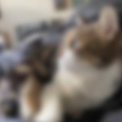 chat flouté