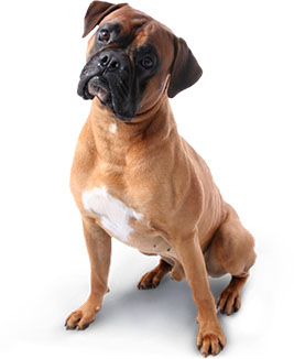 chien qui se pose des questions