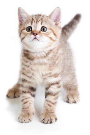 Chaton qui regarde vers le haut