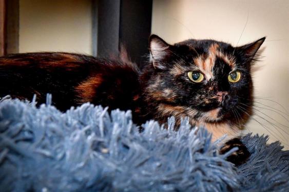 LOUNA A15384