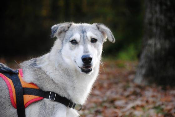 LASKA