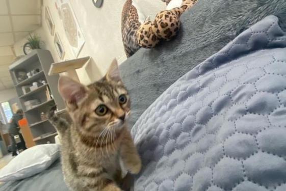 FLAVIE