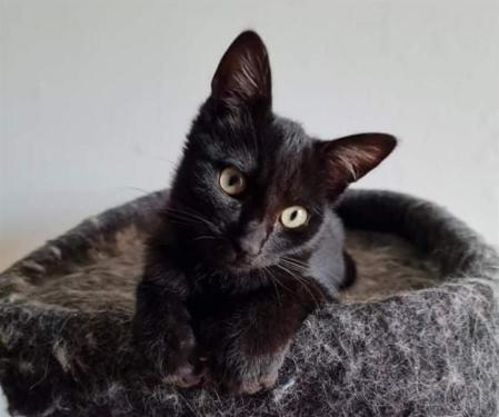 BERLIOZ