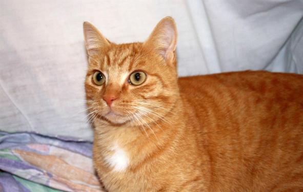 Tigrou