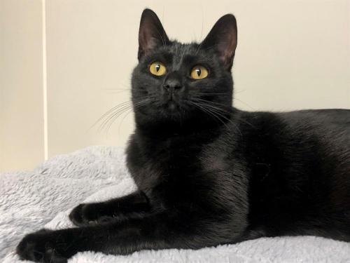 KIKI