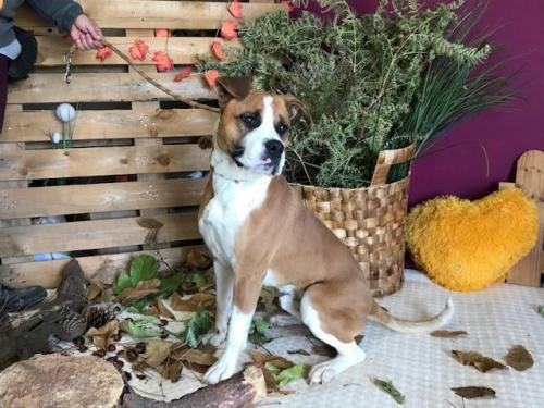 Adoption en cours PUMBA