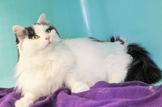  Snowbell PAB23383