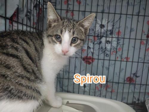 Spirou
