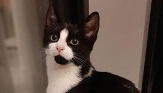 Marvin