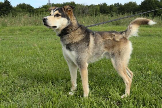 ARTIC (RESERVE)
