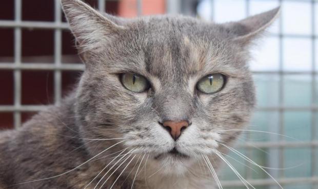 CALINA