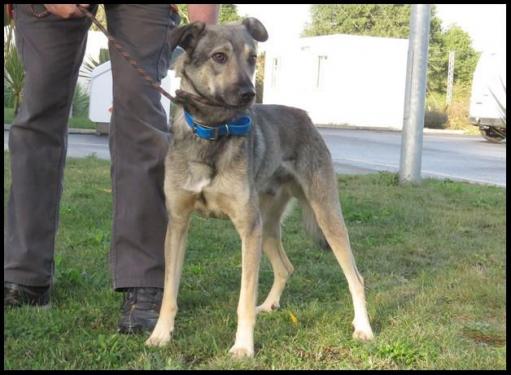 ARES