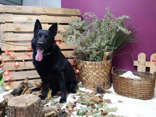 Adoption en cours LOKO