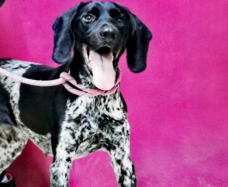 Adoption en cours MEREDITH