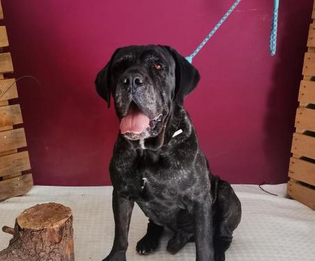 Adoption en cours JINKO