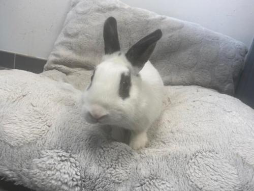 Lapinette