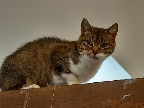 NORA
