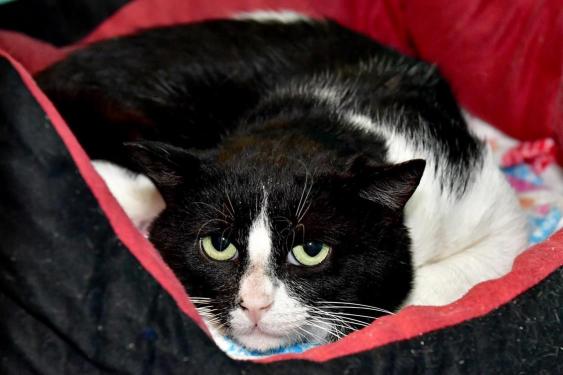 DOLLY A15234