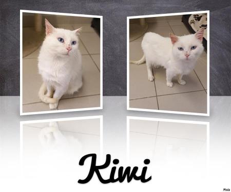 Kiwi