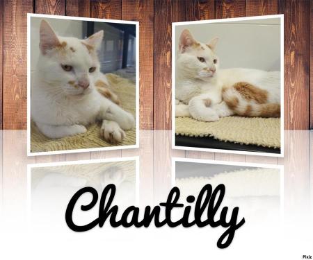 Chantilly