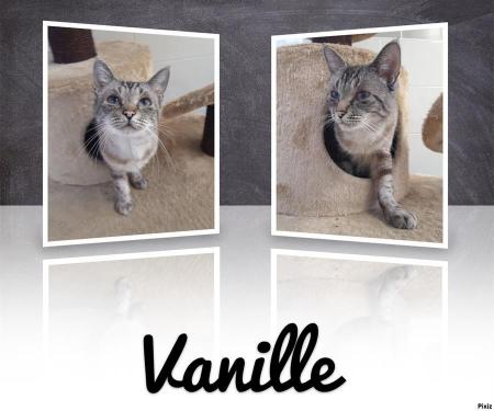 Vanille 