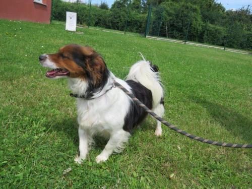 Pongo