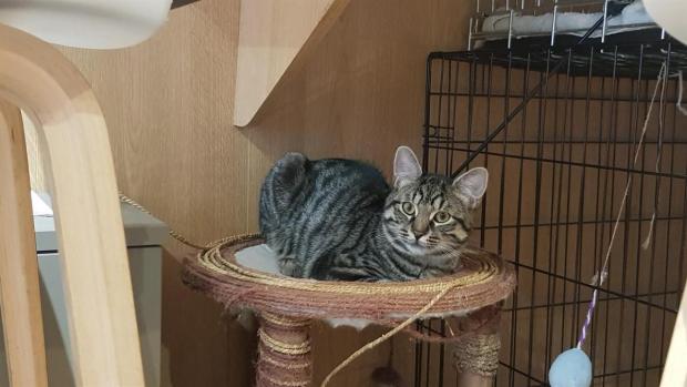 SACHA