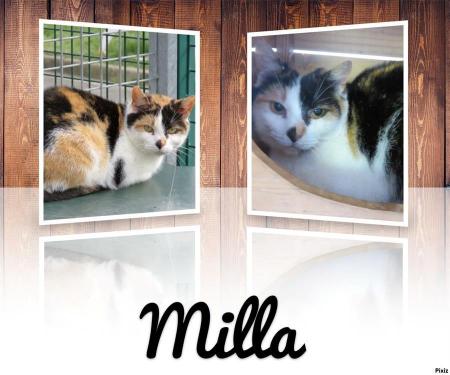 Milla