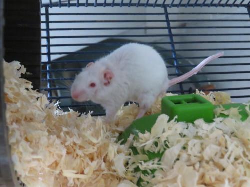 MORTIMER
