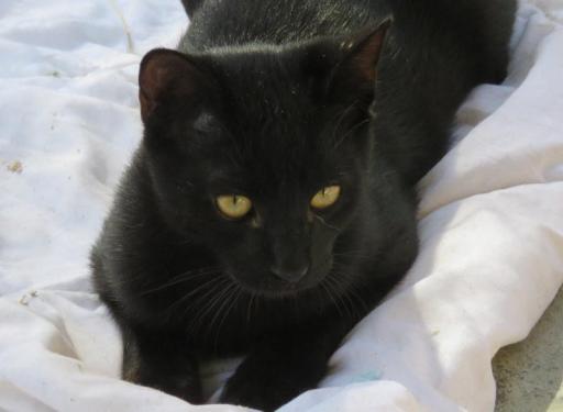 ONYX