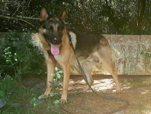 ROCKY VAA22989