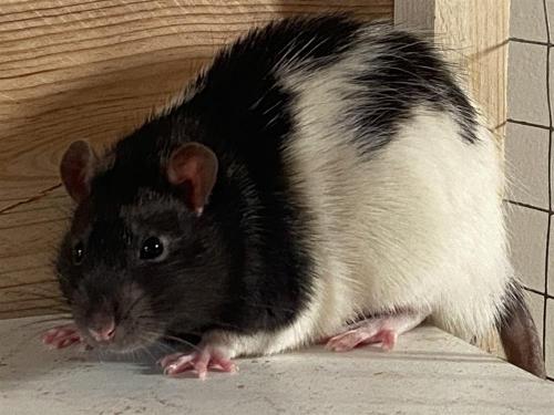 POUPI