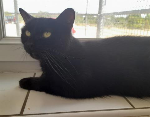 MINETTE