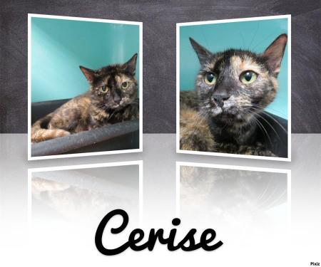 Cerise