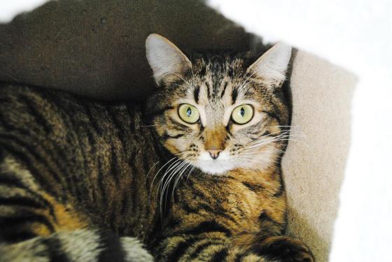 MILLY