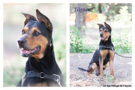 Tilgueur 