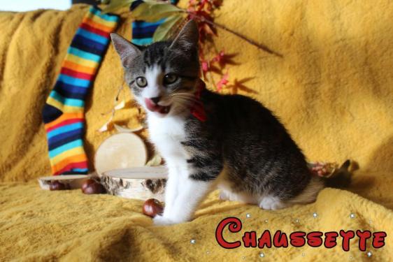 CHAUSETTE
