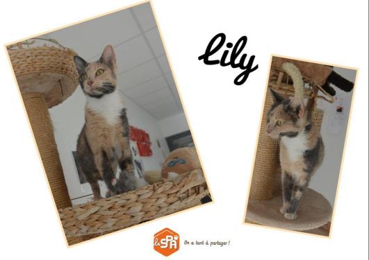 ILY (Réservée)