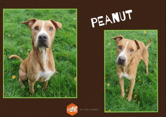 PEANUT