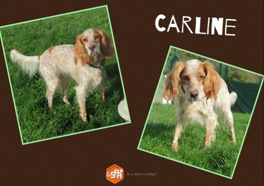 CARLINE