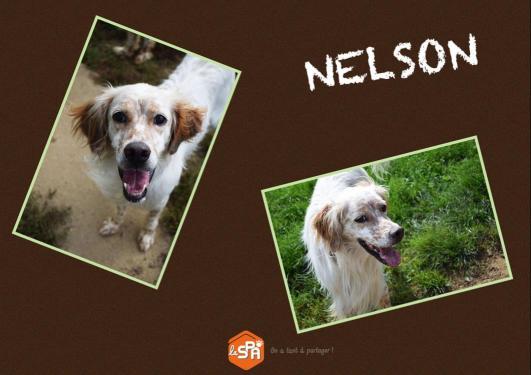NELSON