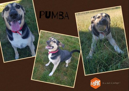 PUMBA 