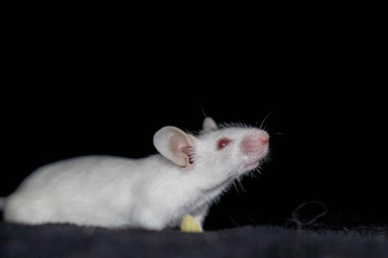 Izzie