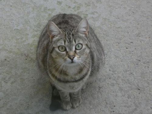 SHEBA