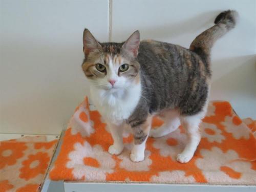 MINETTE