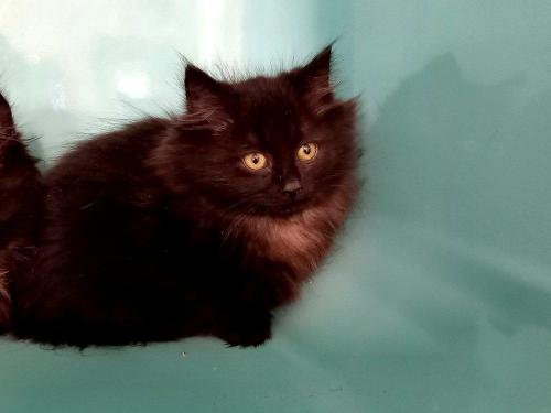 ERINA ( reservée)
