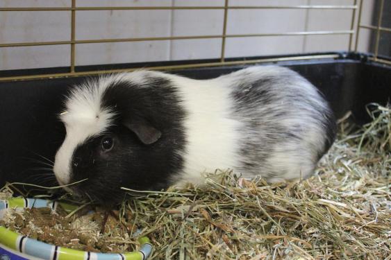 OREO
